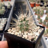 Austrocactus spec. SAR 11992 Cona Niyeu, Rio Negro,...
