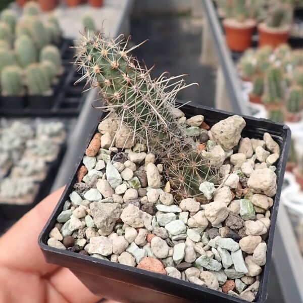 Austrocactus colloncurensis SAR 3241 San Ignacio, Neuquén, Argentinien (dw)