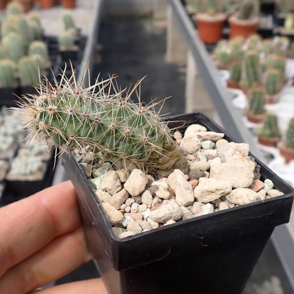 Austrocactus spec. nov. SAR 2671 Los Antiguos, Santa Cruz, Argentinien (dw)