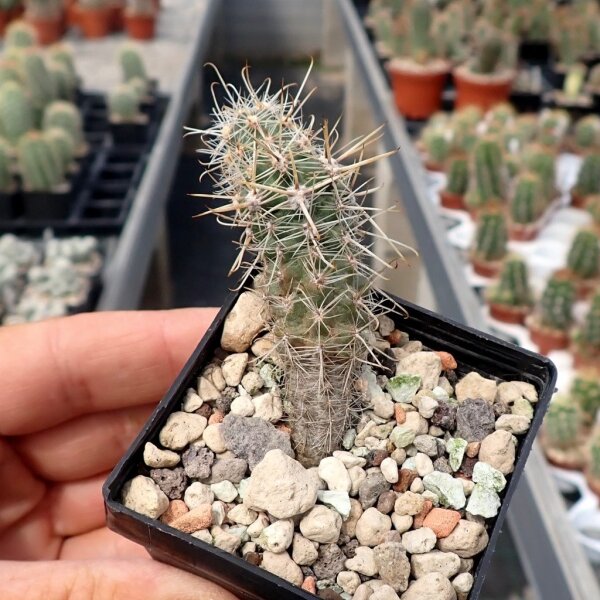 Austrocactus spec. nov. SAR 3122 Sierra de Tecka, Chubut, Argentinien (dw)