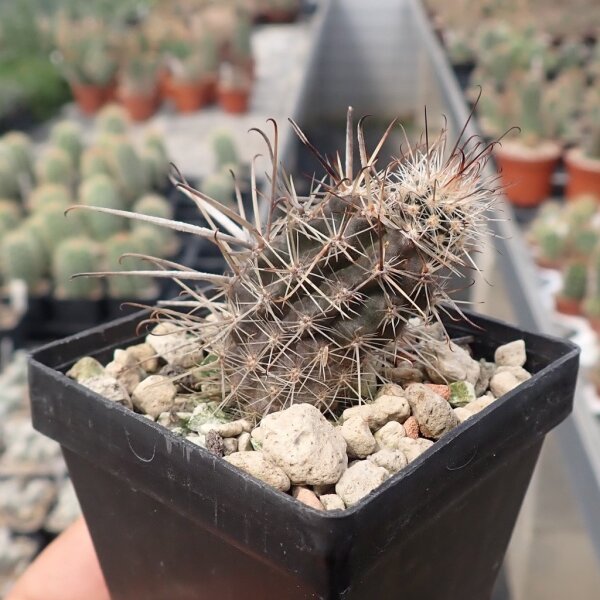 Austrocactus bertinii (dw)