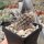 Austrocactus bertinii (dw)