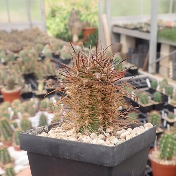 Austrocactus bertinii v. giganteus 770 Neuquén, Argentinien (dw)
