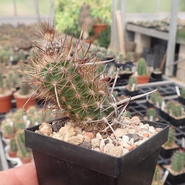 Austrocactus bertinii SAR 8532 Cabo Dos Bahías, Chubut, Argentinien (dw)