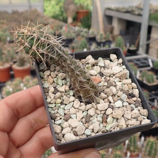 Austrocactus coxii 546 Nahuel Huapi, Río Negro, Argentinien (dw)
