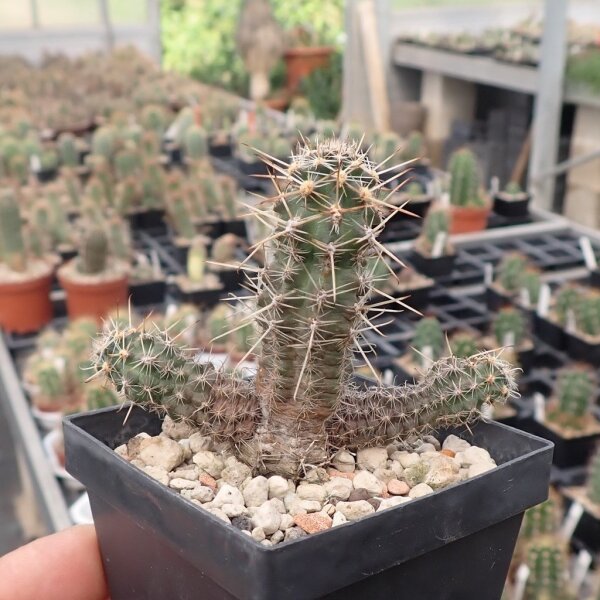 Austrocactus coxii SAR 1571 Pilcaniyeu, Río Negro, Argentinien (dw)