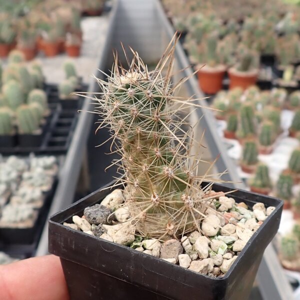 Austrocactus spec. aff. coxii SAR 3891 Gastre, Chubut, Argentinien  (dw)