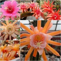 Sortiment Hildewintera Hybriden