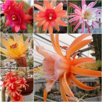 Sortiment Hildewintera Hybriden