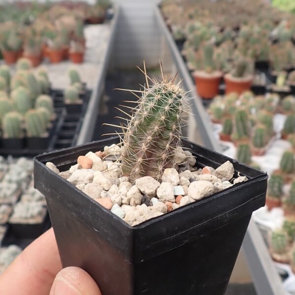Austrocactus spec. nov. SAR 2621 Huemules, Chubut, Argentinien (dw)