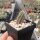 Austrocactus spec. nov. SAR 2621 Huemules, Chubut, Argentinien (dw)
