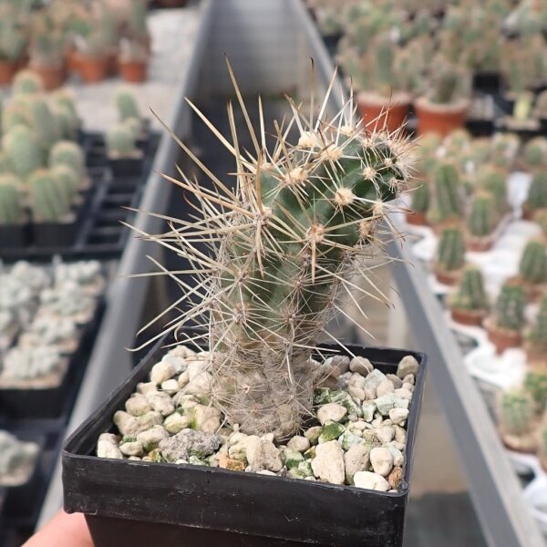 Austrocactus spec. nov. SAR 3091 Lago Fontana, Chubut, Argentinien (dw)