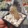 Austrocactus spec. nov. SAR 7091 Esquel, Chubut, Argentinien (dw)