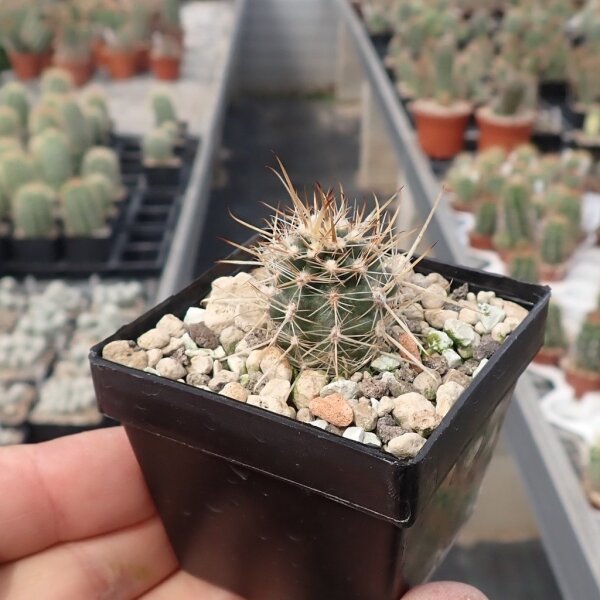 Austrocactus spec. SAR 4601 Sierra Nevada, Chubut (dw)