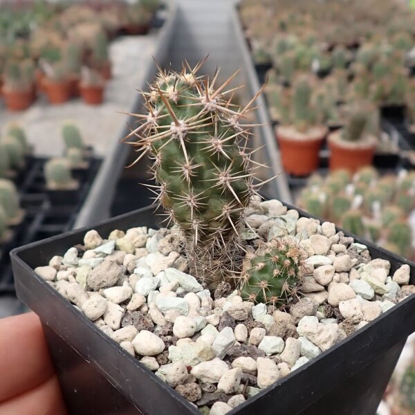 Austrocactus spec. 635 ex. Frohning (dw)