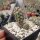 Austrocactus spec. 635 ex. Frohning (dw)