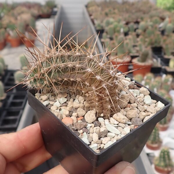 Austrocactus spec. nov. SAR 9033 Cuesta del Arbolito, Chubut, Argentinien (dw)