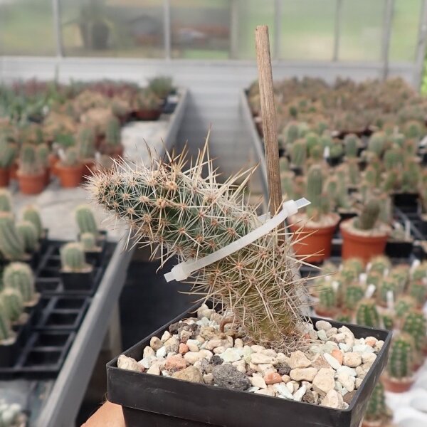 Austrocactus spec. SAR 12681 El Cóndor, Chubut, Argentinien (dw)
