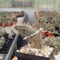 Austrocactus spec. SAR 12681 El Cóndor, Chubut,...