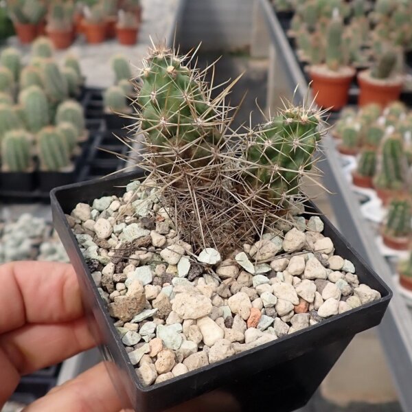 Austrocactus spec. aff. coxii 270 (dw)