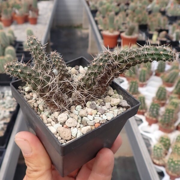 Austrocactus spec. aff. hibernus 13 (dw)