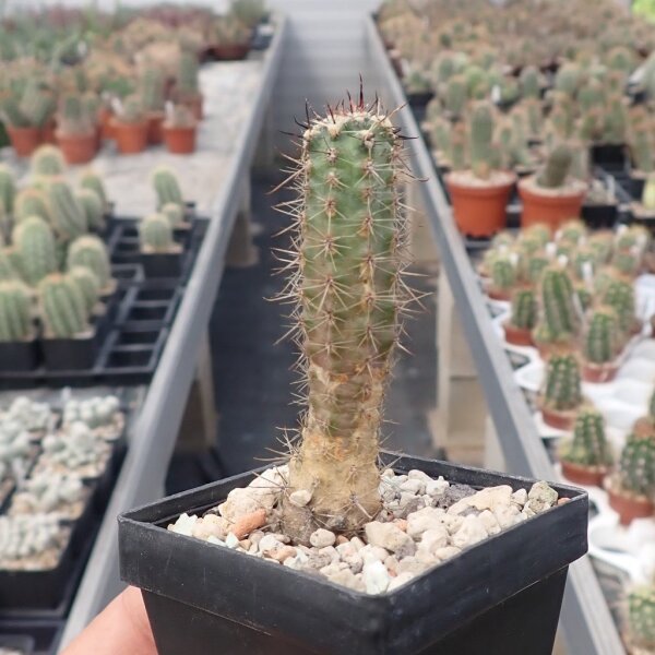 Austrocactus longicarpus SAR 3391 Primeros Pinos, Neuquén, Argentinien (dw)