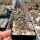Austrocactus subandinus SAR 6842 Los Molles, Mendoza  (dw)