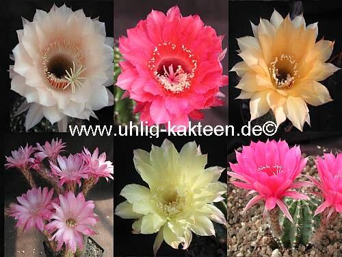 Echinopsis-Hybr. Mix