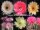 Echinopsis-Hybr. Mix