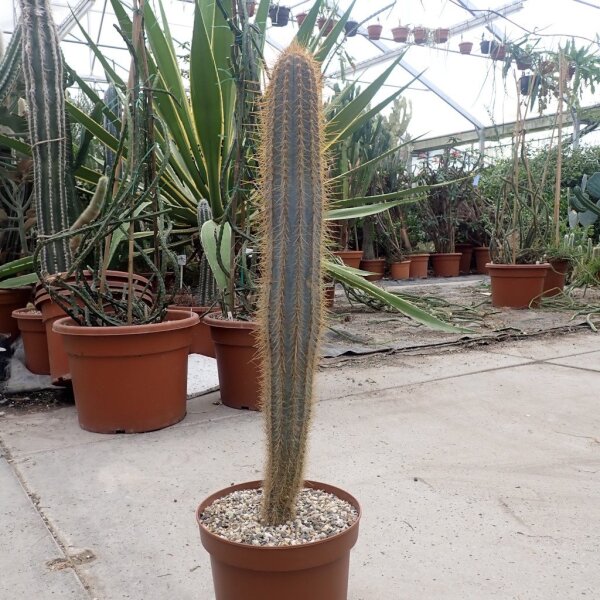 Pilosocereus pachycladus XL