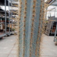Pilosocereus pachycladus XL