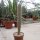 Pilosocereus pachycladus XL
