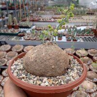 Stephania erecta XL