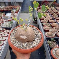 Stephania erecta XL