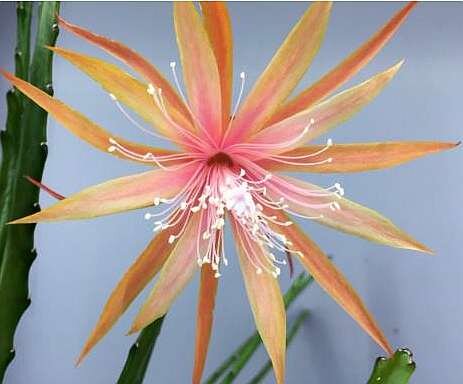 Epiphyllum-Hybr. Dietmar Paetz