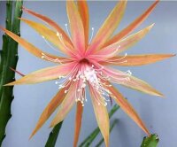 Epiphyllum-Hybr. Dietmar Paetz