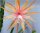Epiphyllum-Hybr. Dietmar Paetz