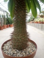 Pachypodium menabeum XL