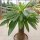 Pachypodium menabeum XL