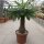 Pachypodium menabeum XL