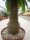 Pachypodium menabeum XL