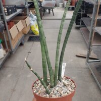 Sansevieria cylindrica