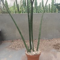 Sansevieria cylindrica