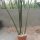 Sansevieria cylindrica