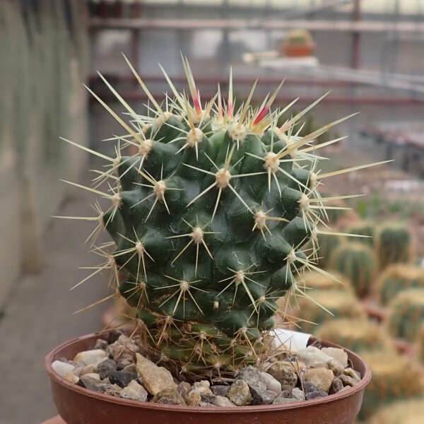 Ferocactus schwarzii