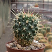 Ferocactus schwarzii