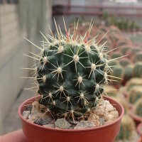 Ferocactus schwarzii