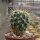 Ferocactus schwarzii