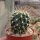 Ferocactus schwarzii