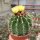 Ferocactus schwarzii